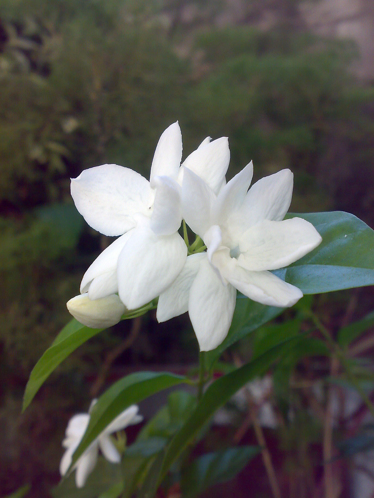 Jasminum sambac